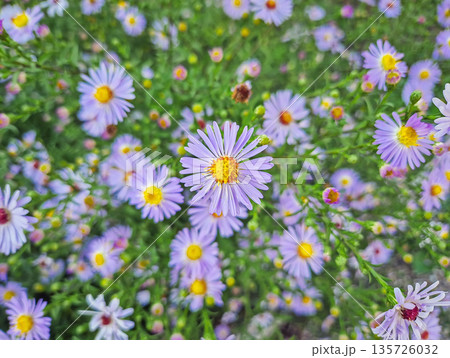 Close-up of a dense cluster of pale purple Aster amellus flowers (European Michaelmas Daisy) with bright yellow centers. The flowers are surrounded by green foliage and gently sway in the breeze Close-up of a dense cluster of pale purple Aster amellus flowers (European Michaelmas Daisy) with bright yellow centers. The flowers are surrounded by green foliage and gently sway in the breeze 135726032