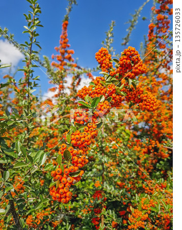 Close-up of a dense bush covered in masses of vibrant orange Narrowleaf Firethorn berries. The rich wildberries (Pyracantha angustifolia) fill the frame with autumnal colors Close-up of a dense bush covered in masses of vibrant orange Narrowleaf Firethorn berries. The rich wildberries (Pyracantha angustifolia) fill the frame with autumnal colors 135726033