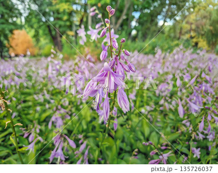 Close-up shot of a dense bed of Hosta plants in bloom. Lush green leaves and tall stalks bearing delicate, trumpet shaped lilac flowers Close-up shot of a dense bed of Hosta plants in bloom. Lush green leaves and tall stalks bearing delicate, trumpet shaped lilac flowers 135726037