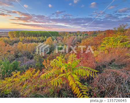 Stunning autumnal vista from a hilltop overlooking the multicolored forest canopy basking in the soft sunset light. Vibrant trees create a mosaic of fall colors, stretching toward the horizon Stunning autumnal vista from a hilltop overlooking the multicolored forest canopy basking in the soft sunset light. Vibrant trees create a mosaic of fall colors, stretching toward the horizon 135726045