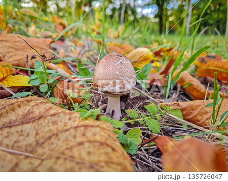 Small parasol mushroom growing on the forest ground, covered with fallen autumn leaves Small parasol mushroom growing on the forest ground, covered with fallen autumn leaves 135726047