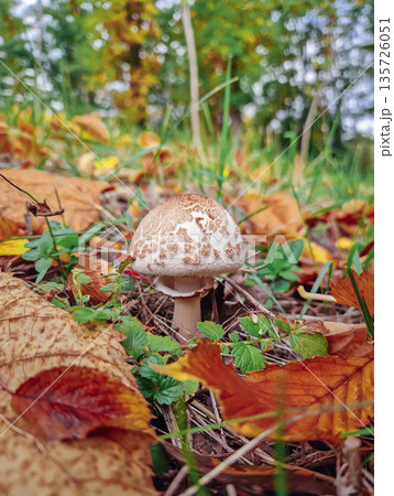 Small parasol mushroom growing on the forest ground, covered with fallen autumn leaves Small parasol mushroom growing on the forest ground, covered with fallen autumn leaves 135726051