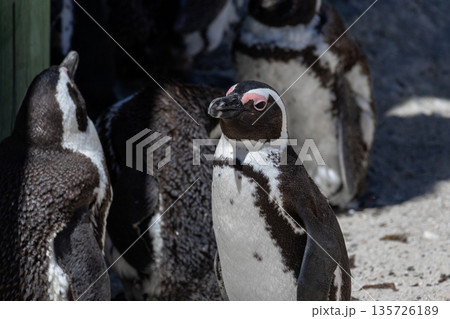 African spectacled penguin closeup at Boulders Beach, South Africa. Wildlife photography showcasing endangered species and nature conservation. African spectacled penguin closeup at Boulders Beach, South Africa. Wildlife photography showcasing endangered species and nature conservation. 135726189