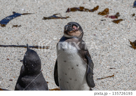 African spectacled penguin standing on a sandy beach at Boulders Beach. Wildlife observation of a marine bird colony in South Africa. African spectacled penguin standing on a sandy beach at Boulders Beach. Wildlife observation of a marine bird colony in South Africa. 135726193