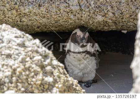An African penguin chick sheltering under a rock at Boulders Beach, South Africa. Wildlife protection and marine biology concept. An African penguin chick sheltering under a rock at Boulders Beach, South Africa. Wildlife protection and marine biology concept. 135726197
