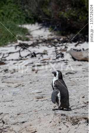 African penguin standing on sandy beach at Boulders Beach wildlife preserve. Wild animal, nature and endangered species concept. 135726204