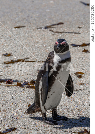 African penguin standing on sandy beach at Boulders, South Africa. Wild seabird colony conservation for ocean wildlife tourism. African penguin standing on sandy beach at Boulders, South Africa. Wild seabird colony conservation for ocean wildlife tourism. 135726206