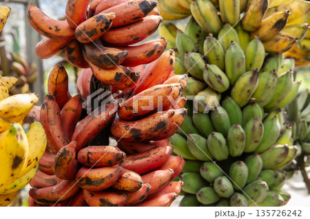 Cavendish Banana, Banana, Green Color, Agriculture, Asia Cavendish Banana, Banana, Green Color, Agriculture, Asia 135726242