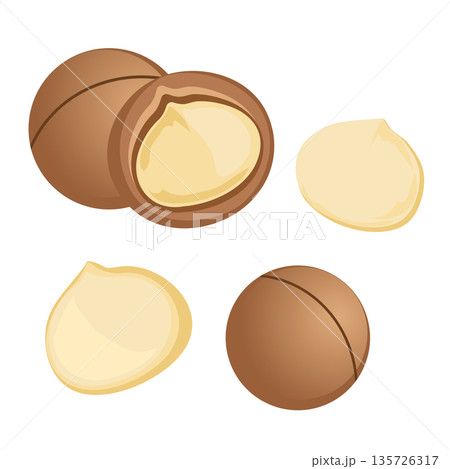 マカダミアナッツのイラスト　シンプルなベクター素材 135726317