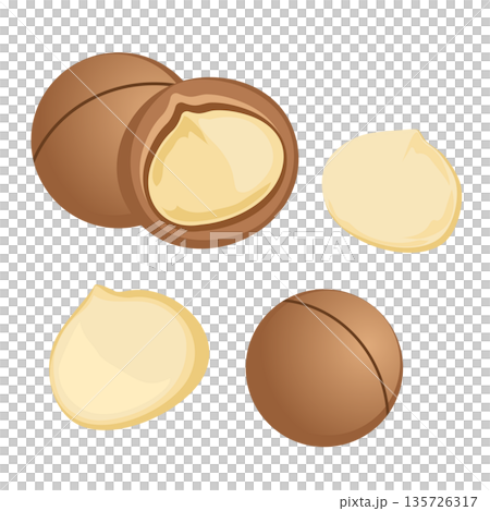 マカダミアナッツのイラスト　シンプルなベクター素材 135726317