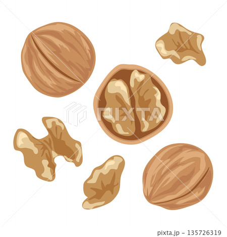 胡桃のイラスト　シンプルなベクター素材 135726319