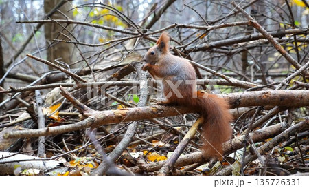 Wild fluffy squirrel sitting at wooden branch gnawing nuts at forest. Cute brown rodent eating found walnuts at autumn park. Pretty small sciurus chewing food outdoor. Concept of wildlife 135726331