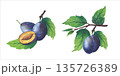 Set of plum fruits. Watercolor Hand drawn illustrations of plum tree branches with green leaves and purple fruits. Botanical illustrations ripe plums fruits perfect for botanical or food illustrations 135726389