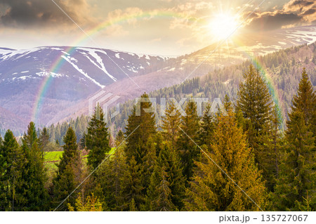 coniferous forest in mountain landscape in spring at sunset. lush green nature environment with cloudy sky in evening light. view of snow peaks. hope, expectation, new beginning and bright future coniferous forest in mountain landscape in spring at sunset. lush green nature environment with cloudy sky in evening light. view of snow peaks. hope, expectation, new beginning and bright future 135727067