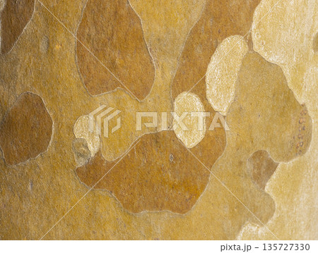Platan, Platane, Platanus sycamore, plane trunk symbol. Texture made of Platan, Platane, sycamore, plane tree bark. Beautiful Platan tree trunk background. Conceptual image. Peaceful nature Typography Platan, Platane, Platanus sycamore, plane trunk symbol. Texture made of Platan, Platane, sycamore, plane tree bark. Beautiful Platan tree trunk background. Conceptual image. Peaceful nature Typography 135727330