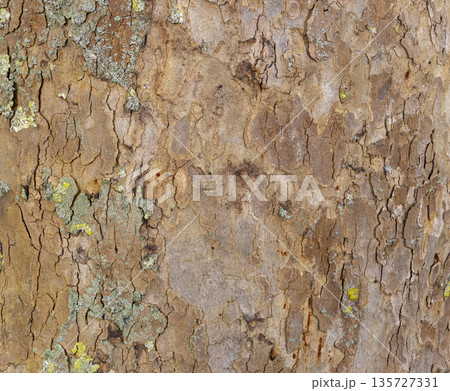 Platan, Platane, Platanus sycamore, plane tree trunk symbol. Texture made of Platan, Platane, sycamore, plane tree bark. Beautiful Platan tree trunk background. Conceptual image. Peaceful nature. Platan, Platane, Platanus sycamore, plane tree trunk symbol. Texture made of Platan, Platane, sycamore, plane tree bark. Beautiful Platan tree trunk background. Conceptual image. Peaceful nature. 135727331