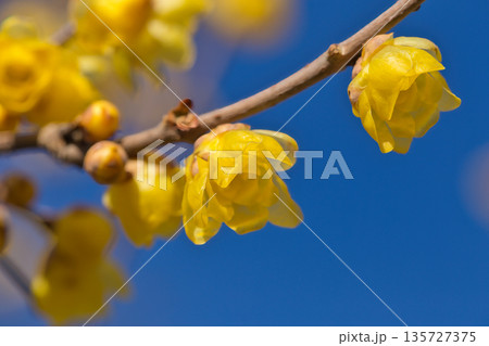 早春の青空に映えるロウバイ　花 　ロウバイ　植物　蝋梅　青空　良い香り　黄色 135727375