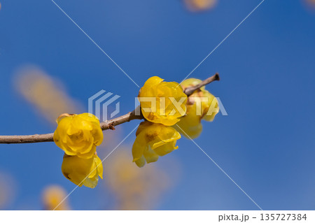 早春の青空に映えるロウバイ　花 　ロウバイ　植物　蝋梅　青空　良い香り　黄色 135727384