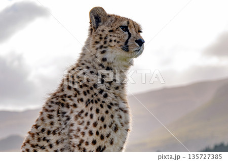 Adorable cheetah cub looking to the right with a soft focus background. Wildlife portrait for conservation and nature awareness concept. 135727385