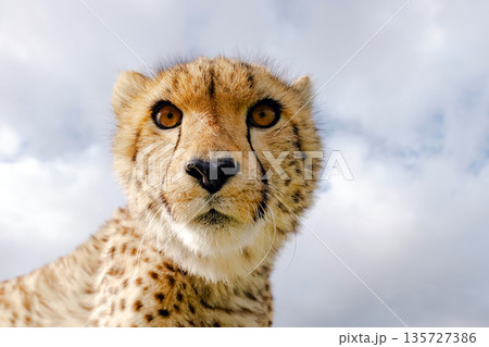 Close up portrait of a cheetah looking directly into the camera. Wild animal with beautiful fur. African nature and wildlife concept. Close up portrait of a cheetah looking directly into the camera. Wild animal with beautiful fur. African nature and wildlife concept. 135727386