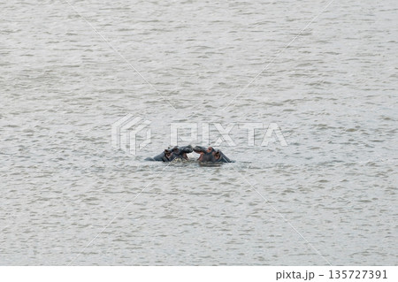 Two hippos in a lake with their mouths open, possibly playing or interacting, captured in Kruger National Park, South Africa Two hippos in a lake with their mouths open, possibly playing or interacting, captured in Kruger National Park, South Africa 135727391