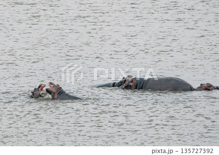Hippos family play in a lake, two hippos open their mouths wide during playful interaction. Wildlife observed in a natural habitat for safari tour Hippos family play in a lake, two hippos open their mouths wide during playful interaction. Wildlife observed in a natural habitat for safari tour 135727392