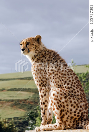 Cheetah sitting calmly, looking into the distance with a green landscape and cloudy sky in the background. Wildlife and nature concept for safari park. Cheetah sitting calmly, looking into the distance with a green landscape and cloudy sky in the background. Wildlife and nature concept for safari park. 135727395