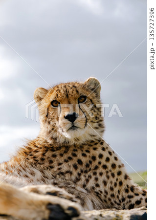 Young cheetah looking directly at the camera. Wild animal conservation concept. African safari wildlife photography for nature travel brochure. Young cheetah looking directly at the camera. Wild animal conservation concept. African safari wildlife photography for nature travel brochure. 135727396
