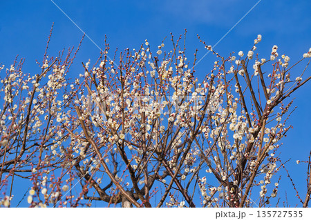 春の訪れを告げる梅の花 青空に映える白梅 春の訪れを告げる梅の花 青空に映える白梅 135727535