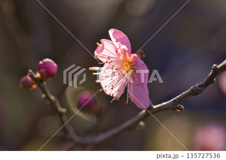 春の訪れを告げる梅の花 青空に映える白梅 春の訪れを告げる梅の花 青空に映える白梅 135727536