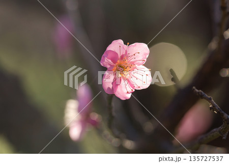春の訪れを告げる梅の花　青空に映える白梅 135727537