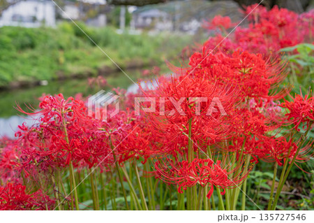 藤枝市の葉梨川沿いに咲く彼岸花の風景(静岡県) 135727546