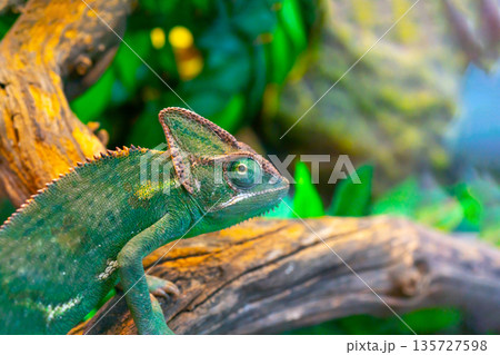 Green chameleon in the terrarium. Chameleon look. 135727598