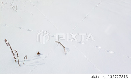 雪原に動物の足跡が残る冬の背景 雪原に動物の足跡が残る冬の背景 135727818