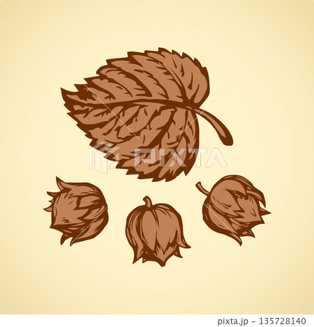 Hazelnut. Vector drawing 135728140