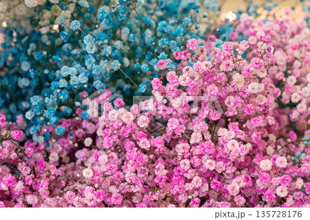 Small pink and blue flowers. Paniculata Flamingo 135728176