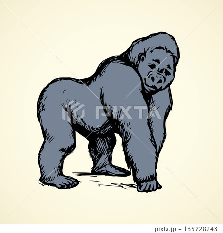 Gorilla. Vector illustration Gorilla. Vector illustration 135728243