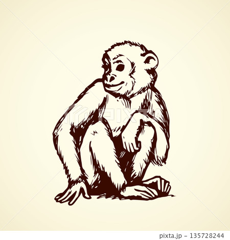 Chimpanzee. Vector illustration Chimpanzee. Vector illustration 135728244