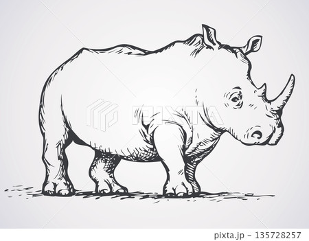 Rhinoceros. Vector drawing 135728257