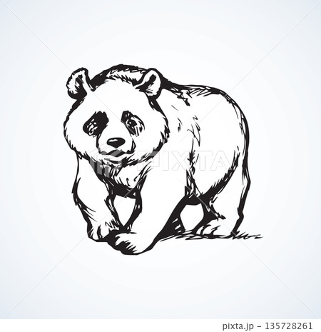 Panda. Vector drawing 135728261