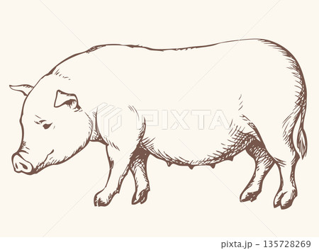 Pig. Vector drawing 135728269
