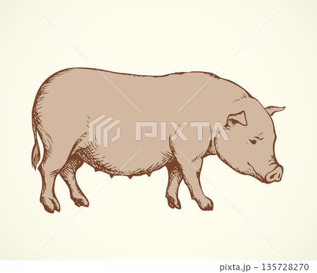 Pig. Vector drawing Pig. Vector drawing 135728270