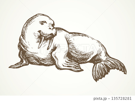 Walrus. Vector drawing 135728281