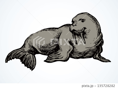 Walrus. Vector drawing 135728282