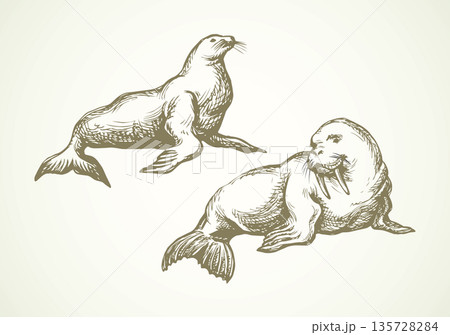 Walrus. Vector drawing Walrus. Vector drawing 135728284