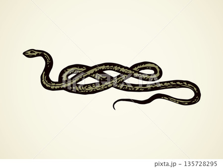 Snake. Vector drawing Snake. Vector drawing 135728295