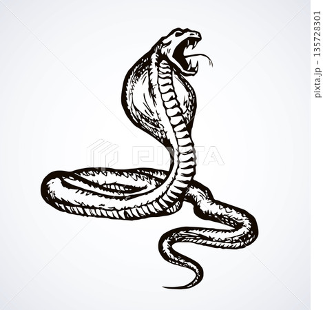 Snake. Vector drawing Snake. Vector drawing 135728301