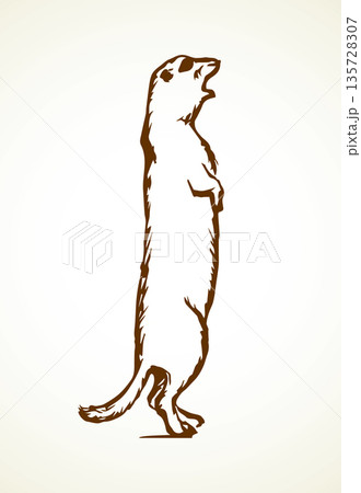 Groundhog. Vector illustration Groundhog. Vector illustration 135728307