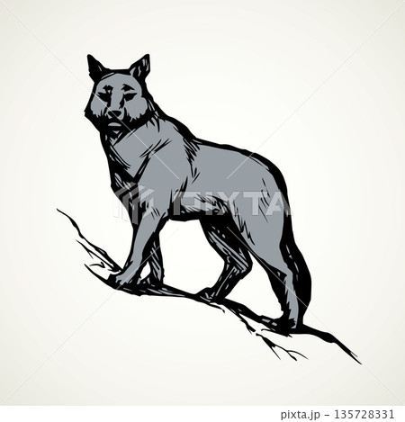 Wolf. Vector drawing 135728331