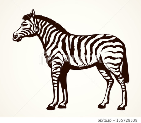 Zebra. Vector drawing Zebra. Vector drawing 135728339